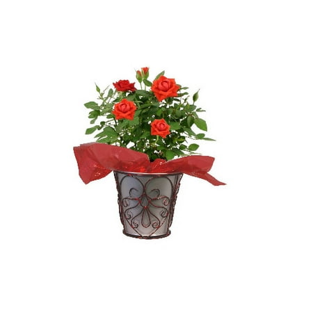 Valentine's Day Mini Rose in Decorative 6" Tin