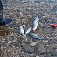 thumbnail image 3 of Fishing Fish Stringer With Quick Releases Mechanism Rustproof Design Angling Accessory For Live Fish Grab Retention, 3 of 14