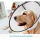thumbnail image 4 of Collar Isabelino Para Perro (filo Negro), 4 of 4