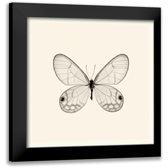 Van Swearingen, Debra 12x12 Black Modern Framed Museum Art Print Titled - Butterfly I BW Crop