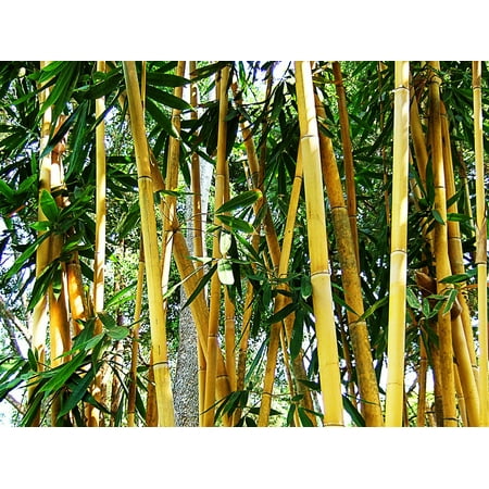 Dark Brown Bamboo - LAMINATED POSTER Shrub Texture Leaves Bamboo Green Thailand Brown Poster Print 24 x 36