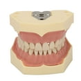 thumbnail image 1 of Dental Teaching Model Soft Gum 32 Teeth Dental Demonstration Teeth Model for Laboratory Clinic, 1 of 8