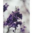 thumbnail image 3 of Straatsma, Leah 15x18 Black Modern Framed Museum Art Print Titled - Purple Dried Hydrangea, 3 of 5