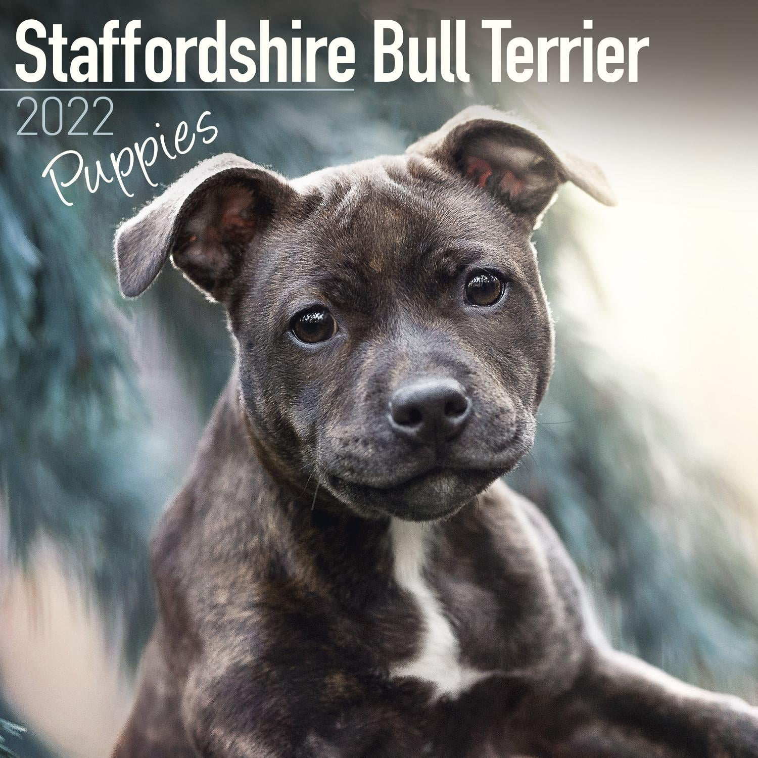 Staffordshire Bull Terrier Puppies Calendar 22 Staffordshire Bull Terrier Puppies Dog Breed Calendar Staffordshire Bull Terrier Puppies Premium Wall Calendar 22 Walmart Com