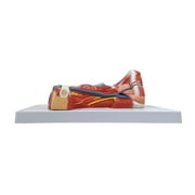 Axis Scientific Human Neck and Throat Anatomy Model | Life-Size Anatomical Model with Muscles, Arteries, Veins, Cartilage, and Bones | Includes Base -Color Product Manual