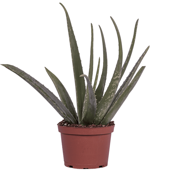 Aloe Vera (M) Live Plants in 6" growers pot