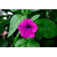 thumbnail image 2 of 200 Purple LAURA BUSH PETUNIA Violacea Violet Perennial Trumpet Flower Seeds, 2 of 5