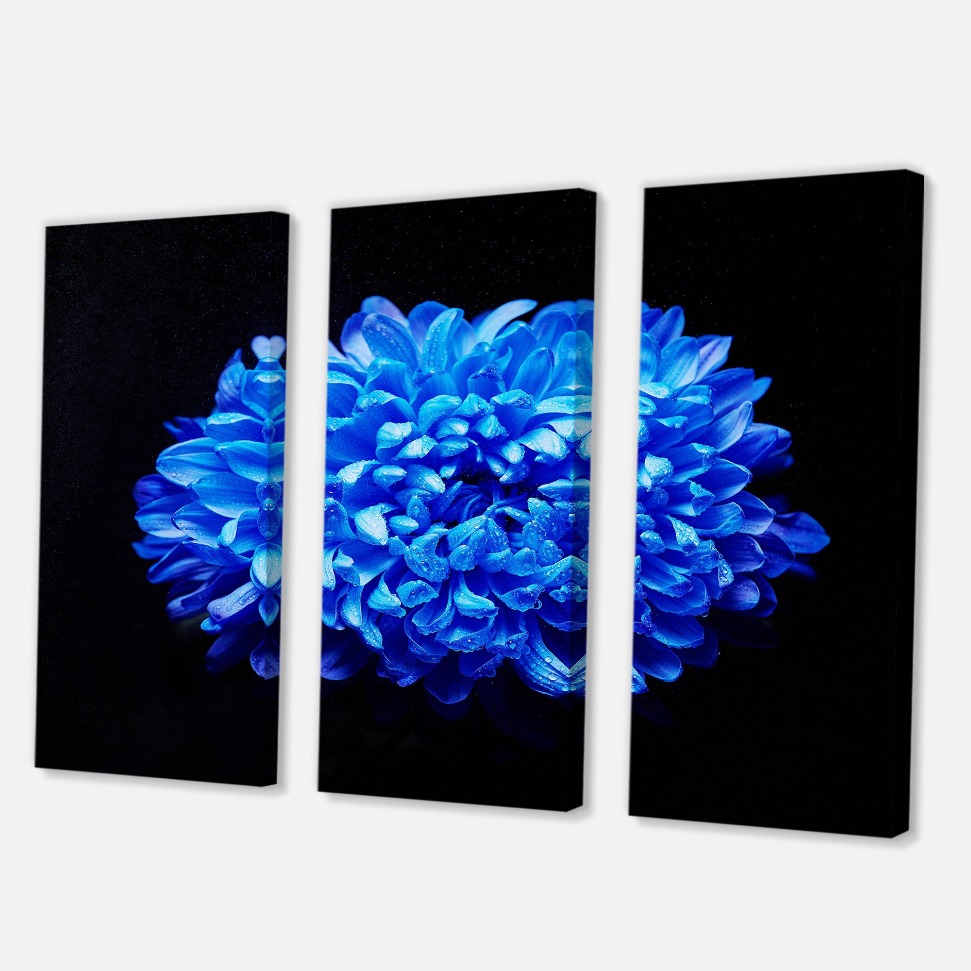 Designart ' Dew Drops on Blue Aster ' Traditional Canvas Wall Art Print