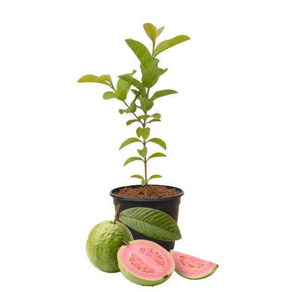Set of 2 Pink Guava Live Plant, Sweet Guava Tropical Fruit, 4 -7 inches Tall in 4 inch Pot for Planting