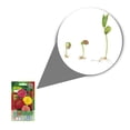 thumbnail image 2 of Semillas Zinnia Elegante Doble Variedado Vita, 2 of 5