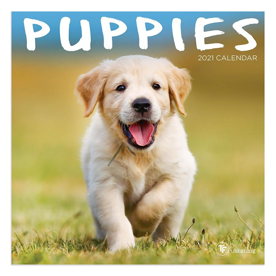 2021 Puppies Mini 7"x7" Calendar
