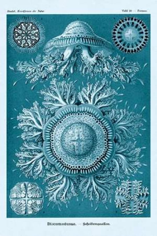 Haeckel Nature Illu