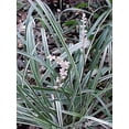 thumbnail image 4 of Classy Groundcovers, Liriope spicata 'Silver Dragon', 'Gin-ryu', L. muscari 'Silver Dragon' (flat of 18 Pots, 3 1/4 inch square), 4 of 9