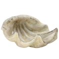 thumbnail image 1 of homeroots home decor 390115 White Sea Shell Sculpture, 1 of 1