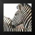 thumbnail image 2 of Underdahl, Dana 20x20 Black Modern Framed Museum Art Print Titled - Sarari Zebra V, 2 of 5