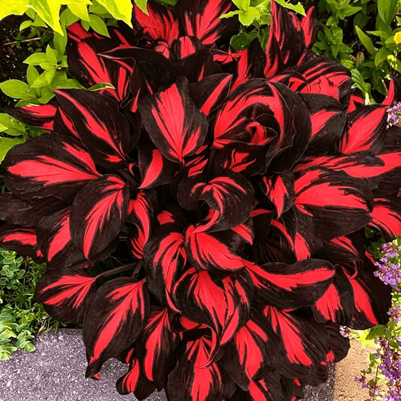 (H-osta) easy for Garden,Ideal for Beds ,Borders, Plant Pots & Planters
