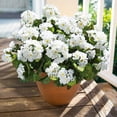 thumbnail image 2 of Flores artificiales de geranio HyeFlora, 6 ramos, blancas, resistentes a los rayos UV, 2 of 9