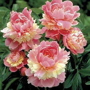 Peony Sorbet Bareroot 2-3 Eye