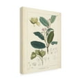 thumbnail image 2 of Unknown 'Vintage Verdure II' Canvas Art, 2 of 4