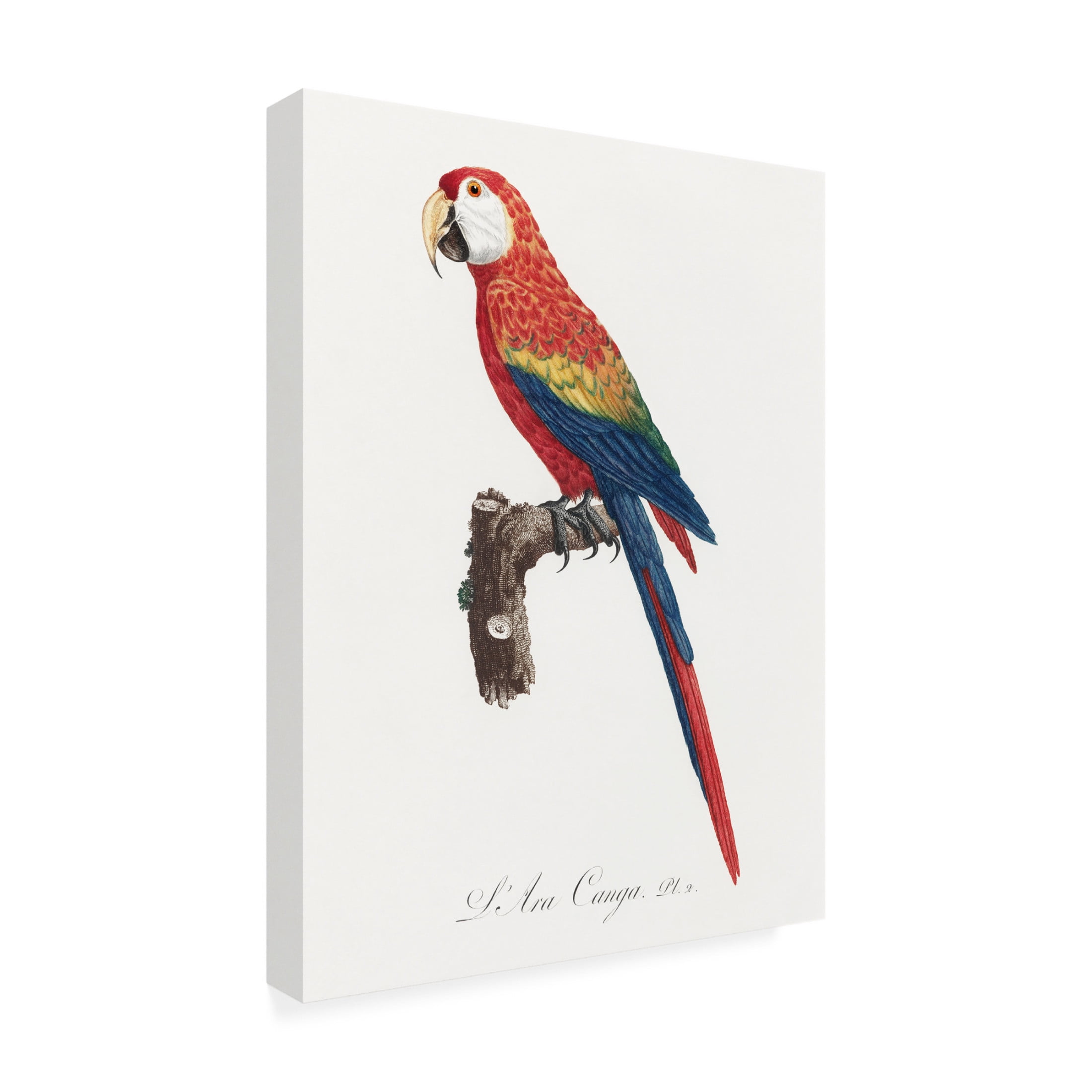 Trademark Fine Art Francois Levaillant Levaillant Parrot II Canvas Wall Art