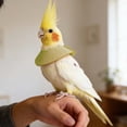 thumbnail image 4 of Bird Neck Collar for Parrot Plucking Prevention Recovery Collar for Small Medium Parrots Lightweight Safe, 4 of 4