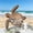 Sea Shell Display Box Under $5 a3, variant on Tusihei Sea Shell Display Box, Wooden Starfish Holder, Sea Handcrafted Display Case for Seashells Sea Glass Beach Treasures Home Coastal Decor