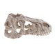 thumbnail image 5 of e Vivarium Decoración Acuario Ornamento Subacuático Esqueleto de tiranosaurio Yuyangstore Adorno de acuario de reptil, 5 of 8