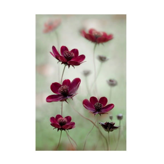 Trademark Fine Art Mandy Disher Cosmos Sway Canvas Wall Art - 12x19