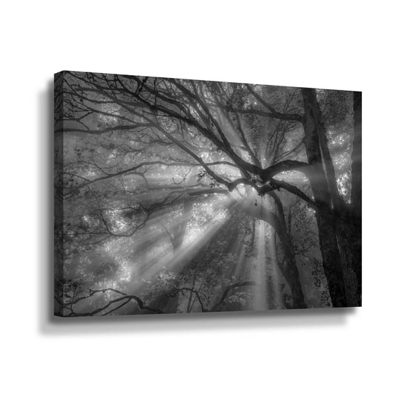 Artwall Forest Fog, Gallery Wrapped Canvas by Tim Oldford