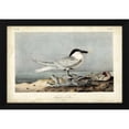 thumbnail image 2 of John James Audubon 32x23 Black Modern Wood Framed Wall Art Titled - Audubon Sandwich Tern, 2 of 6