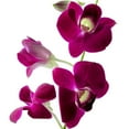 thumbnail image 5 of Hawaiian Pink Dendrobium Orchid Live Plant 3 Pk (1 per Pk) Each 4- 8" Tall Rooted 2.5" Pot, 5 of 9