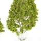thumbnail image 4 of 5 miniárboles de álamo blanco decorativos novedosos (hojas verde claro), 4 of 5