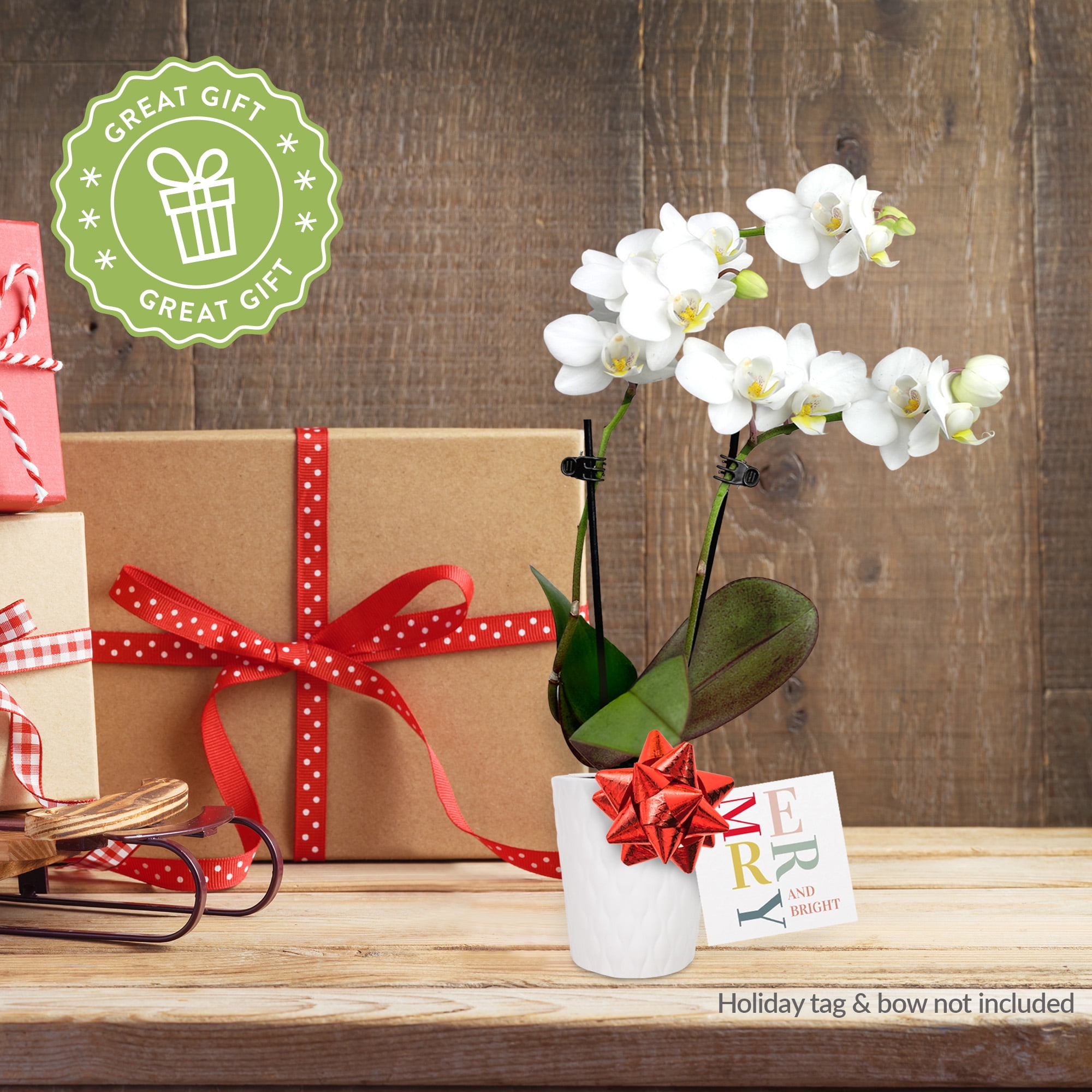 Just Add Ice 12-Pack Mini Red and White Orchids Live Plant Holiday