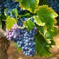 thumbnail image 4 of Garden Vine Plant Trellis Net Climbing Frame Fruit Tree Protect Anti Pest Weed Netting, 4 of 9