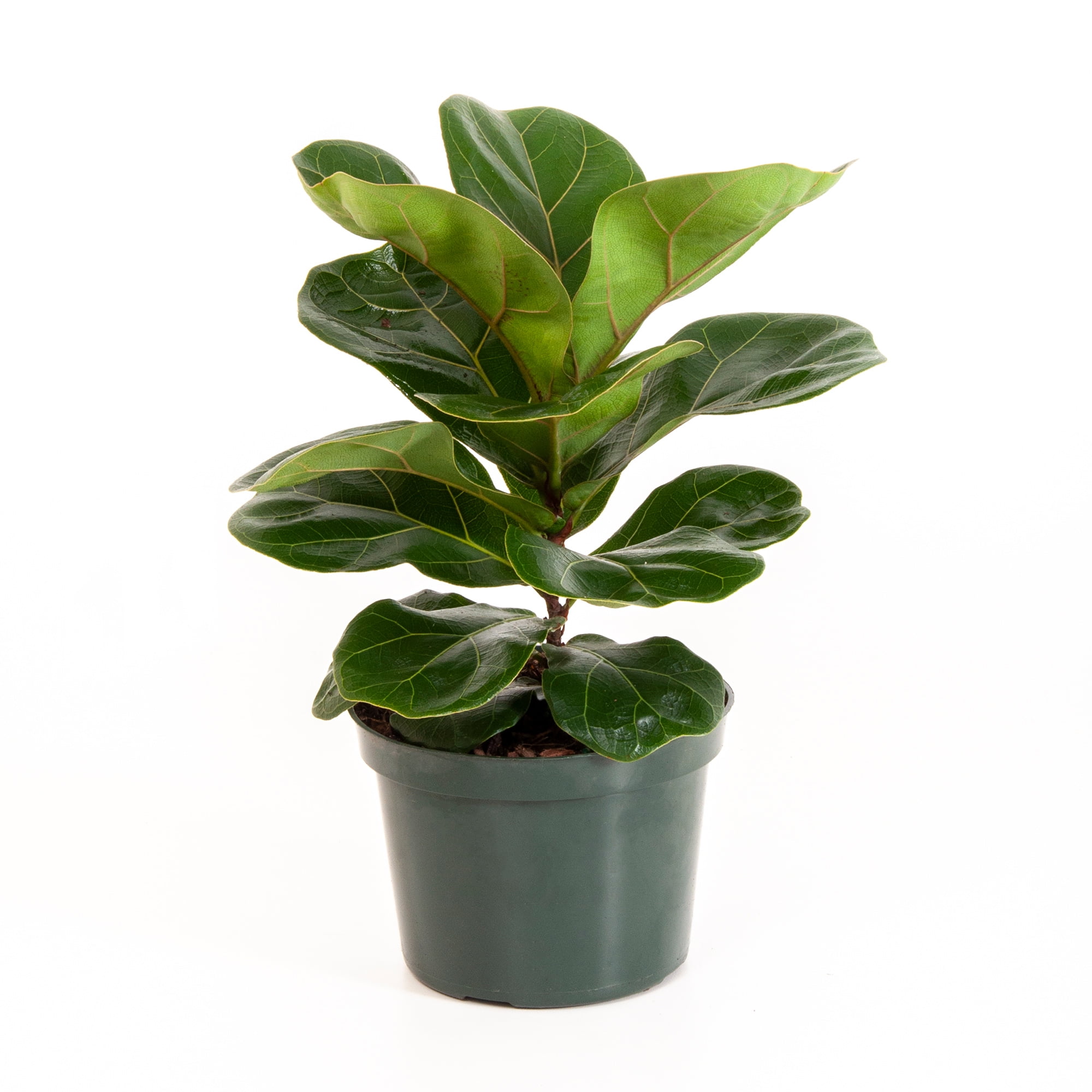 United Nursery Live Fiddle Leaf Fig 12-18 Inches Tall Ficus Lyrata in 6 Inch Grower Pot - Walmart.com