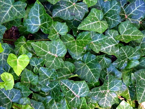 English Ivy 4 Plants Hardy Groundcover Great Bonsai -1 3 4" Pots by Hirt's Gardens
