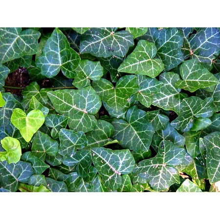 English Ivy 4 Plants - Hardy Groundcover - Great Bonsai -1 3/4