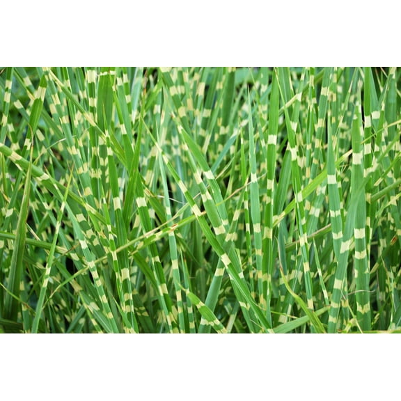 10 ZEBRA GRASS Variegated Maiden Grass Miscanthus Sinensis Zebrinus aka Chinese or Japanese Silver Grass / Plume Grass / Eulalia Seeds