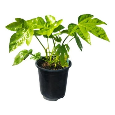 Fatsia Japonica ( japanese aralia ) - Live Plant - ( 1 QT ) - Evergreen - Prefers Shade