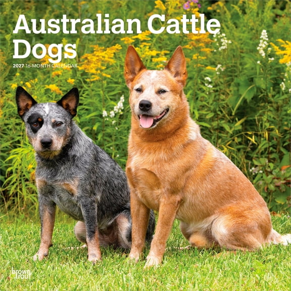 Australian Cattle Dogs | 2027 12x24" (Hanging) Wall Calendar | Plastic-Free