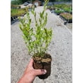 thumbnail image 2 of Top Hat Dwarf Blueberry - Live Plant ( 1 QT ), 2 of 7