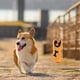 thumbnail image 4 of Bolsas de caca de Perro respetuosas medio Colco Bolsas biodegradables para perros Naranja 8 Naranja 8Roll Bolsas para desechos de caca, 4 of 7