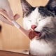 thumbnail image 3 of Cuchara Para Comida Enlatada Para Gatos Cuchara Para Comida Húmeda Para Perros Mezclador Para Comida Para Mascotas Cuchara Con Mango Largo Para Gatos Tapa Para Abrir Latas Cuchara Para Comida Enlata, 3 of 7