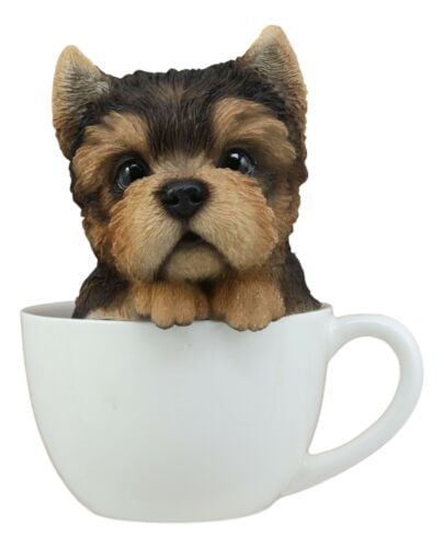 dog in a teacup