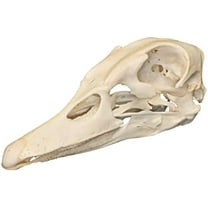 Real Domestic Duck Skull A Quality