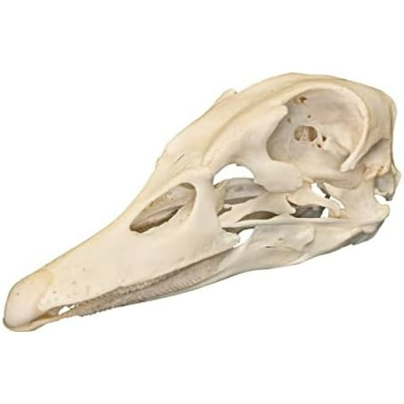 Real Domestic Duck Skull A Quality