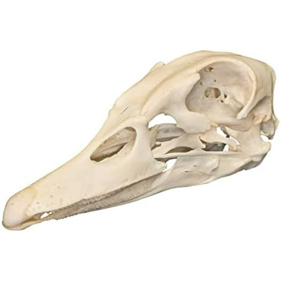 Real Domestic Duck Skull A Quality