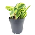 thumbnail image 4 of Peperomia Golden Gate (4" Minimalist Pot) - Baby Rubber Plant - Peperomia Obtusifoliaone - Easy to Care Houseplant for Beginners - Best Indoor Plant for Home Office Decor - Air purifying Houseplant, 4 of 4