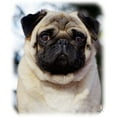thumbnail image 2 of CafePress - Pug AA014D 018 Mug - 11 oz Ceramic Mug - Novelty Coffee Tea Cup, 2 of 4