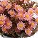 thumbnail image 3 of BRIGHTFUFU Arreglo De Margaritas Artificiales En Maceta Rosa Para Ambiente Interior, 3 of 6